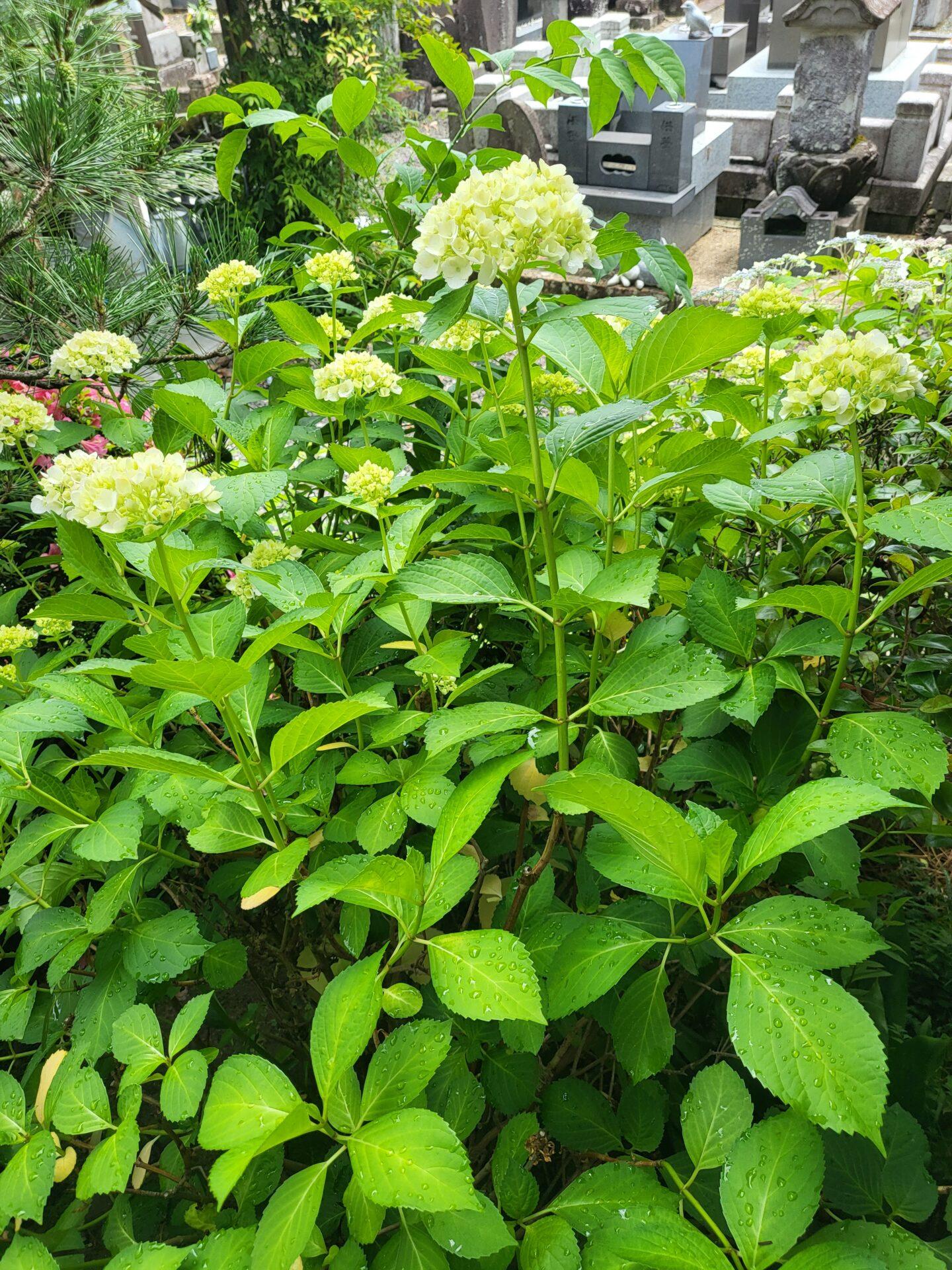 令和6年6月　挨拶